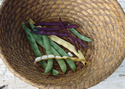 The Art of Saving Heirloom Vegetable Seeds Image